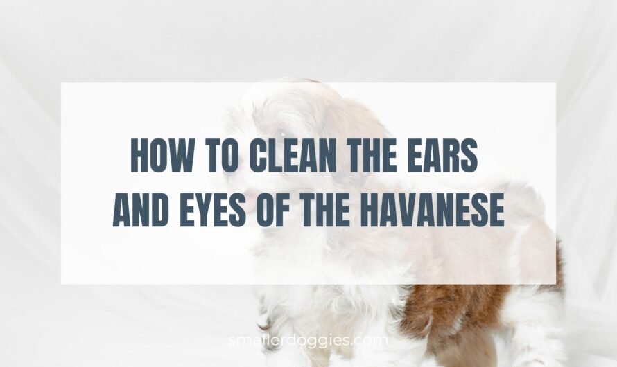 How to Clean the Ears and Eyes of the Havanese