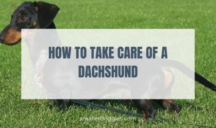 how-to-take-care-of-a-Dachshund