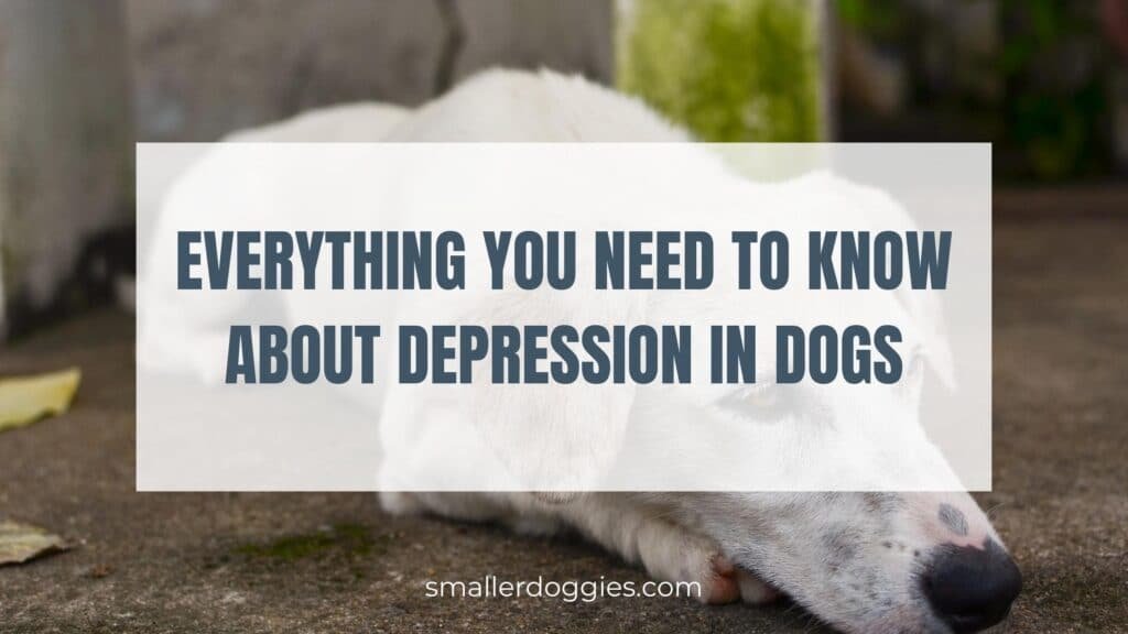 Everything you need to know about depression in dogs