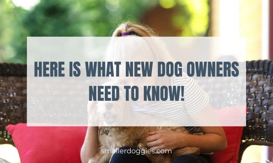 Here is what new dog owners need to know!