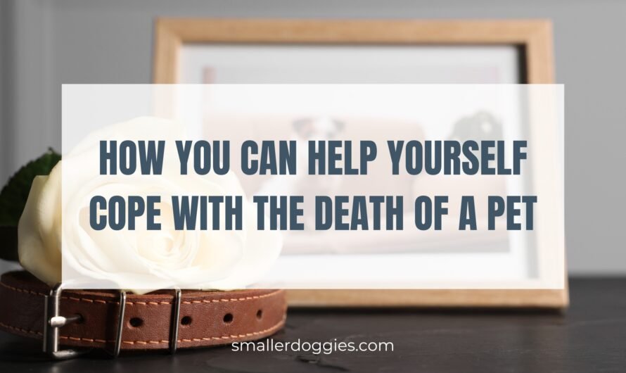 How to Cope with the Death of a Pet
