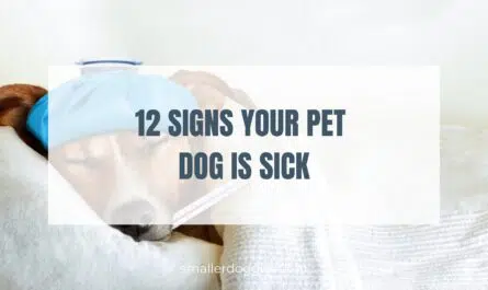 12 Signs Your Pet Dog is Sick