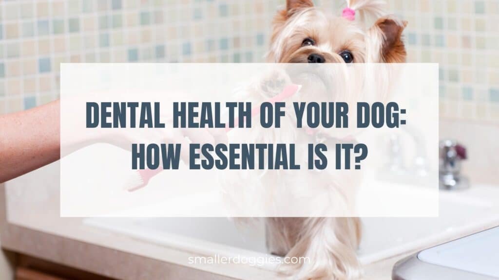 Dental Health of your dog How essential is it