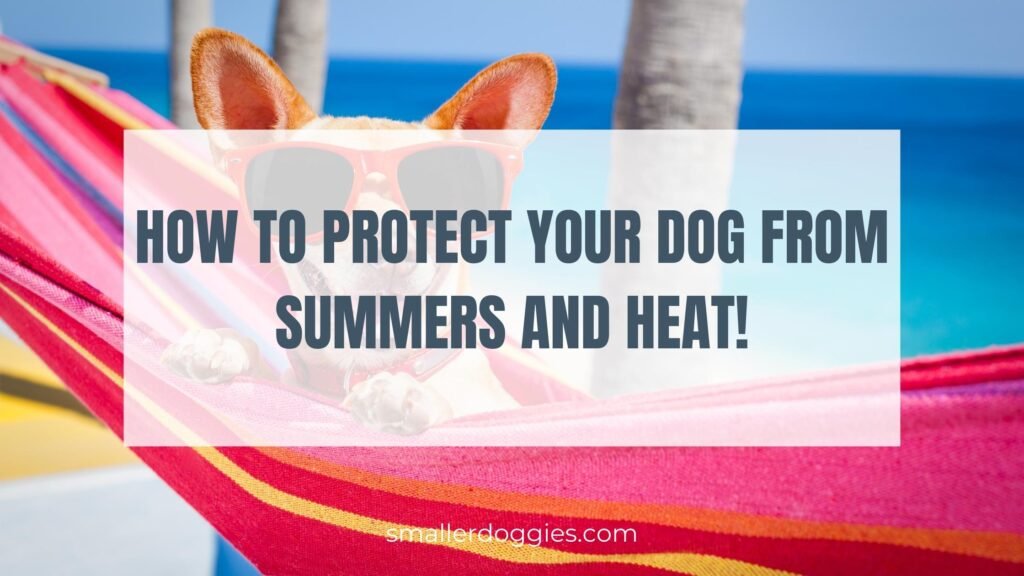 How to protect your dog from summers and heat!