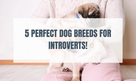 5 Perfect dog breeds for introverts! | Smaller Doggies