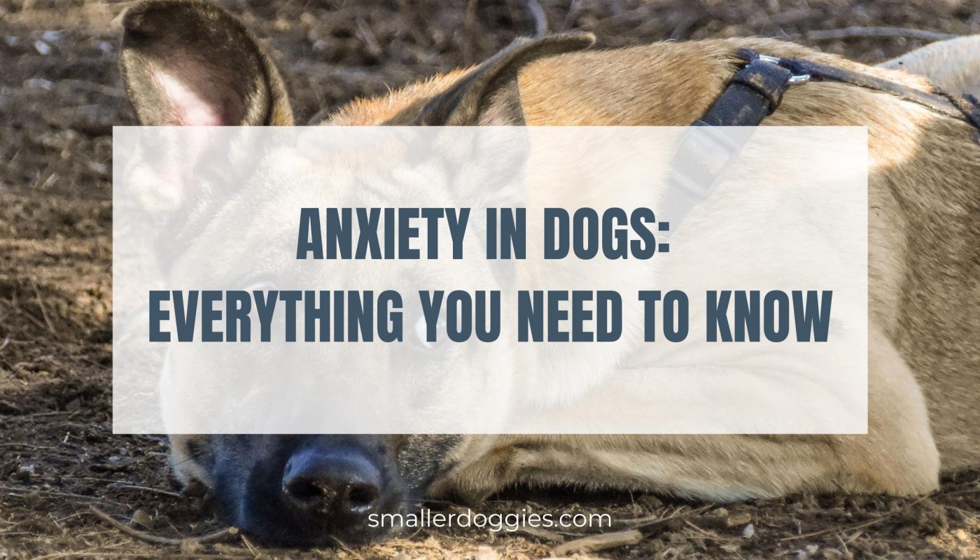 Anxiety in dogs Everything you need to know