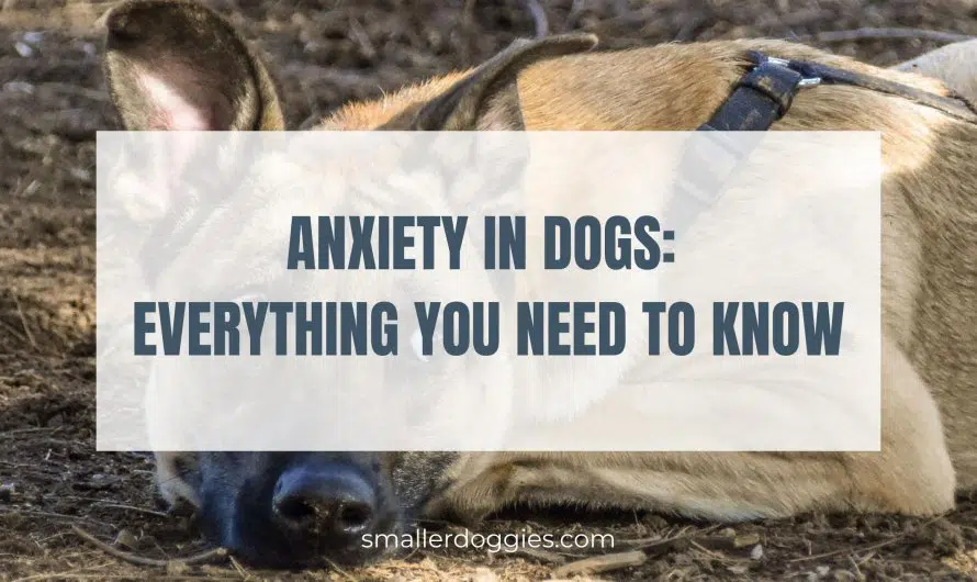 Anxiety in dogs: Everything you need to know