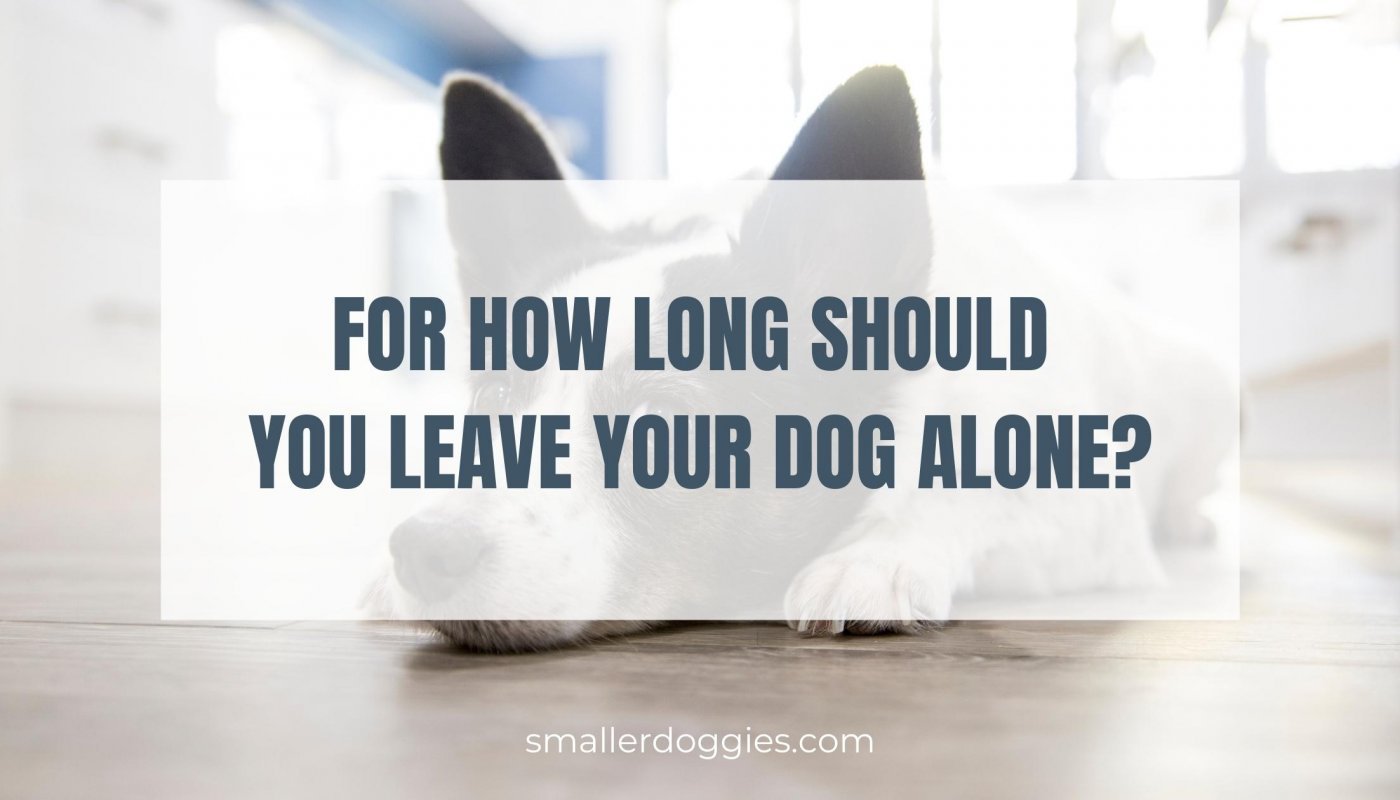For how long should you leave your dog alone