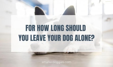 For how long should you leave your dog alone