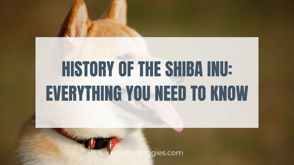 History of the Shiba Inu Everything you need to know