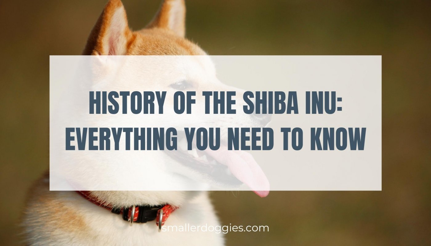 History of the Shiba Inu Everything you need to know