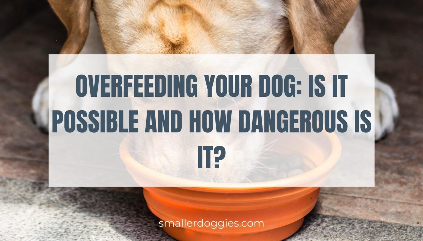 Overfeeding your dog Is it possible and how dangerous is it
