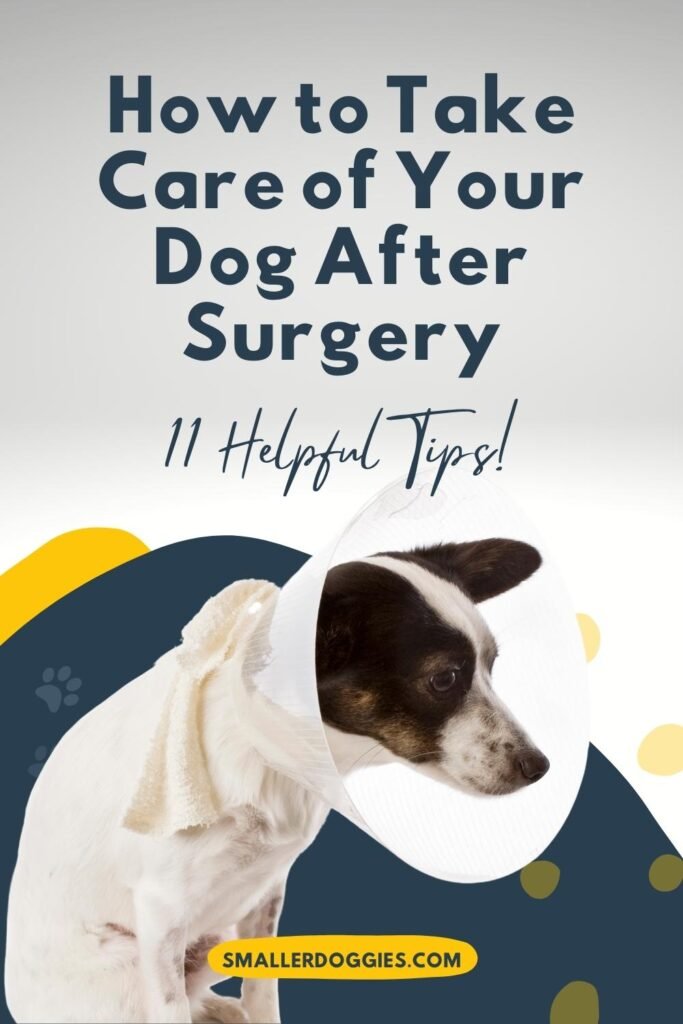 How to take care of your dog after surgery