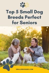 Top 5 small dog breeds perfect for seniors