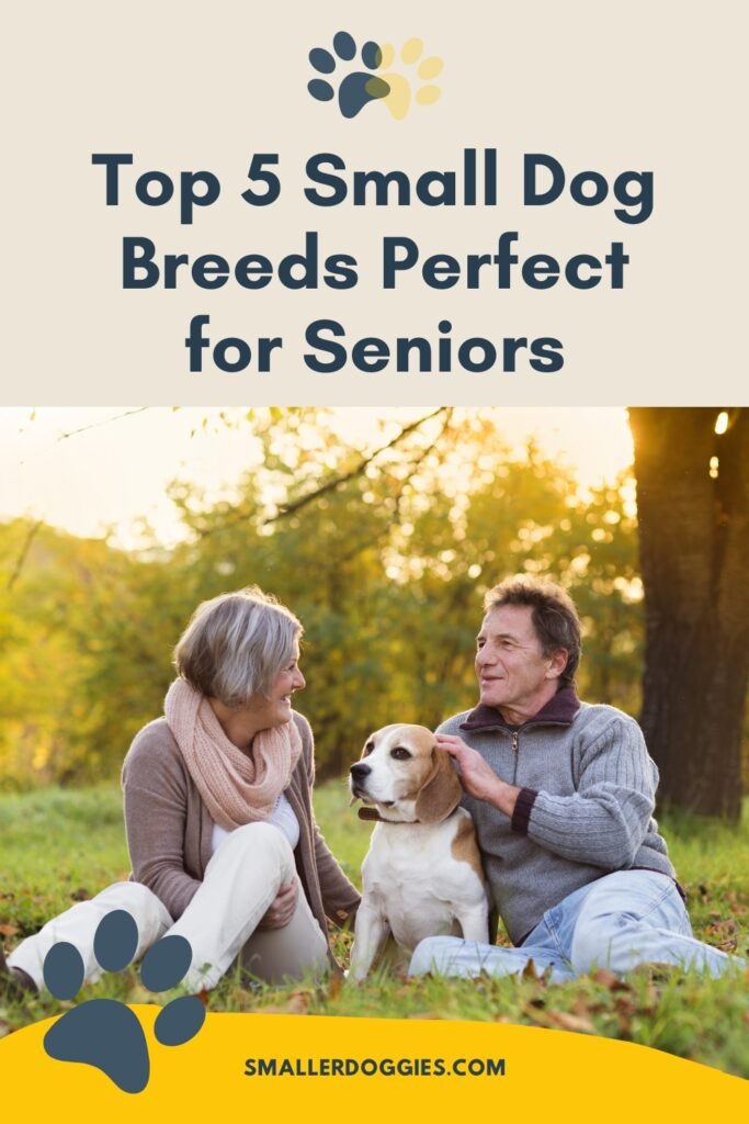 Top 5 Small Dog Breeds Perfect For Seniors Smaller Doggies top-5-small-dog-breeds-perfect-for-seniors-smaller-doggies
