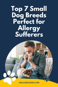 Small Dog Breeds Perfect for Allergy Sufferers