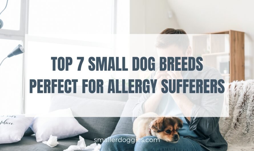 Top 7 Small Dog Breeds Perfect for Allergy Sufferers