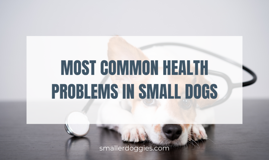Most Common Health Problems in Small Dogs