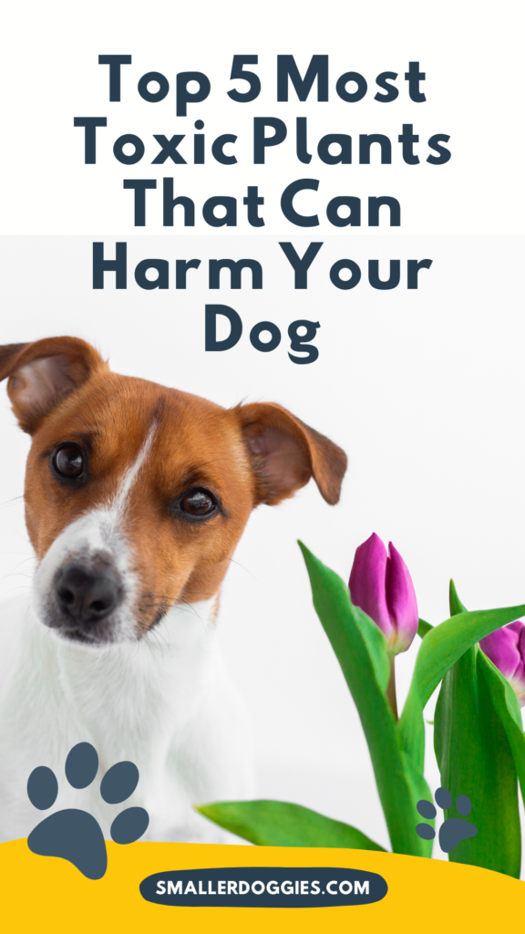 Top 5 Most Toxic Plants That Can Harm Your Dog