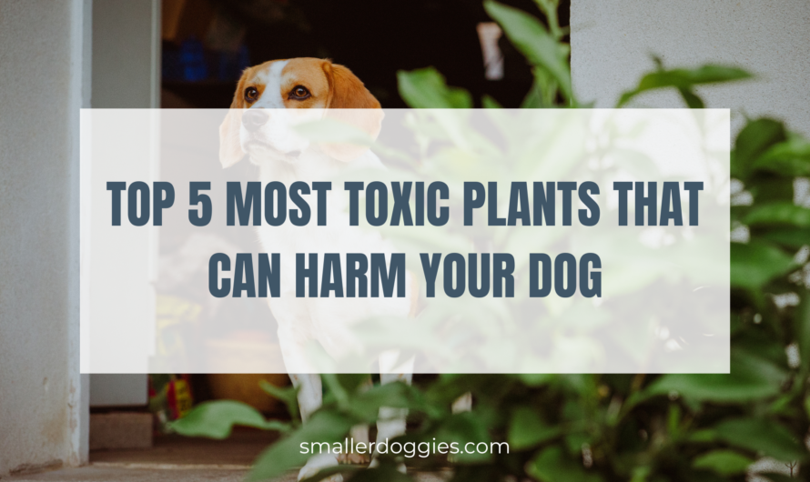 Top 5 Most Toxic Plants That Can Harm Your Dog