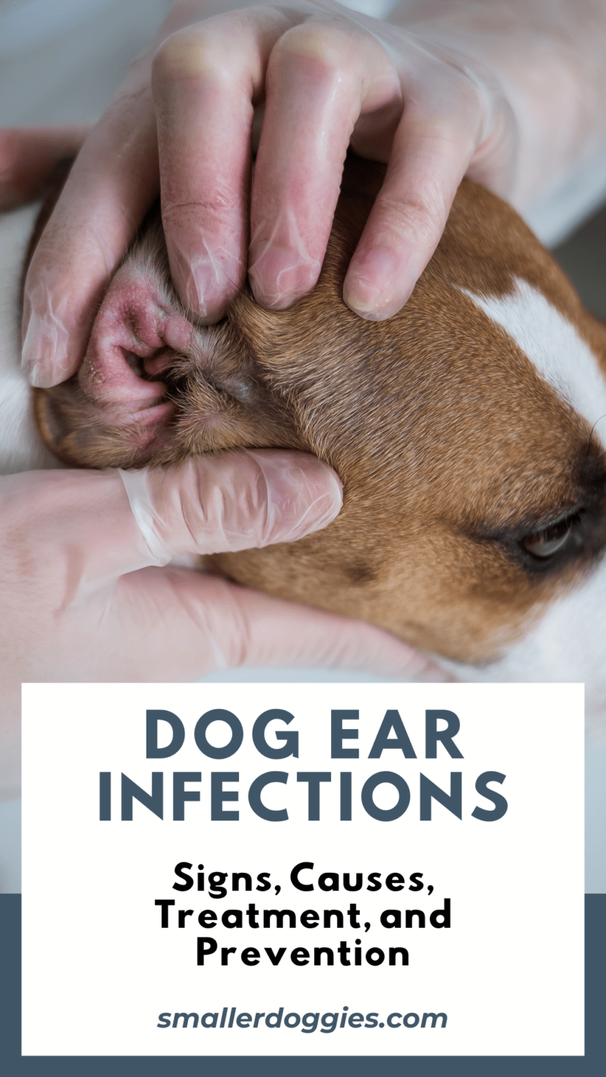Understanding Dog Ear Infections Signs Causes Treatment And 