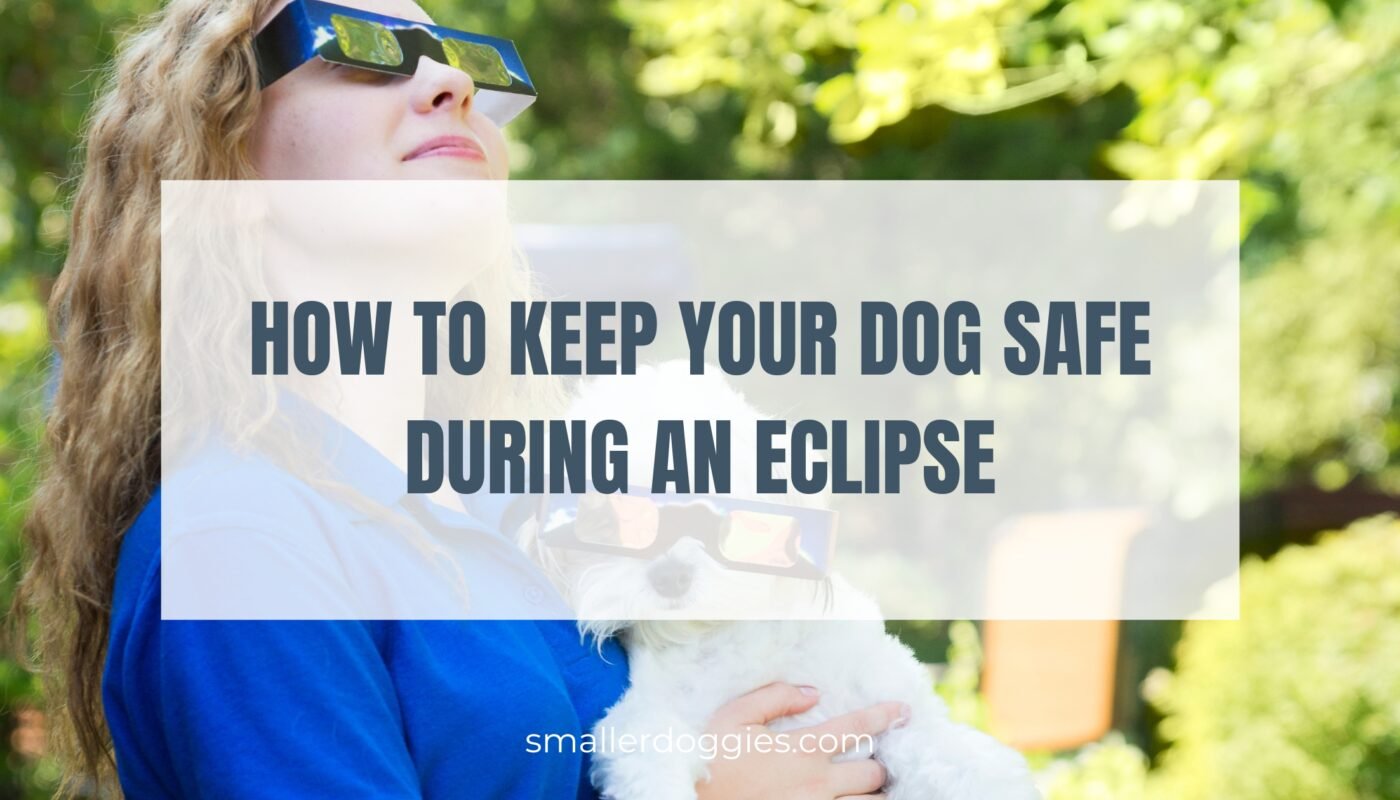How to Keep Your Dog Safe During an Eclipse