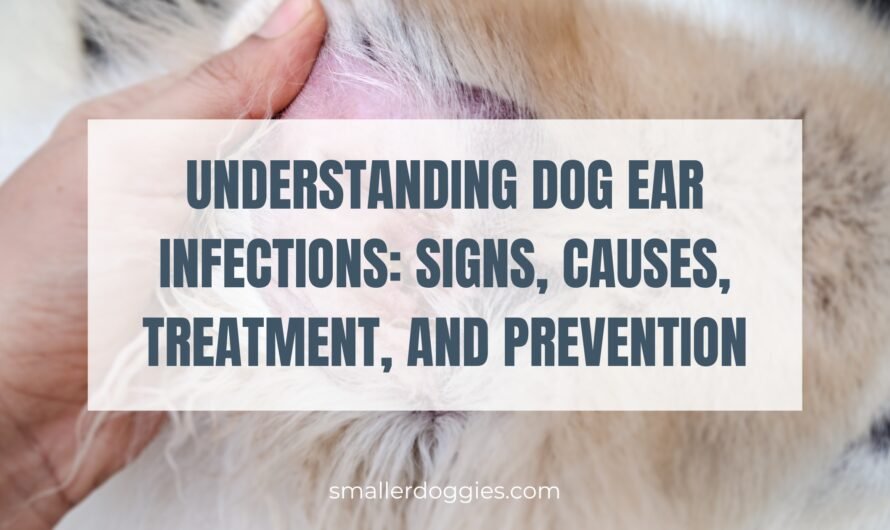 Understanding Dog Ear Infections: Signs, Causes, Treatment, and Prevention