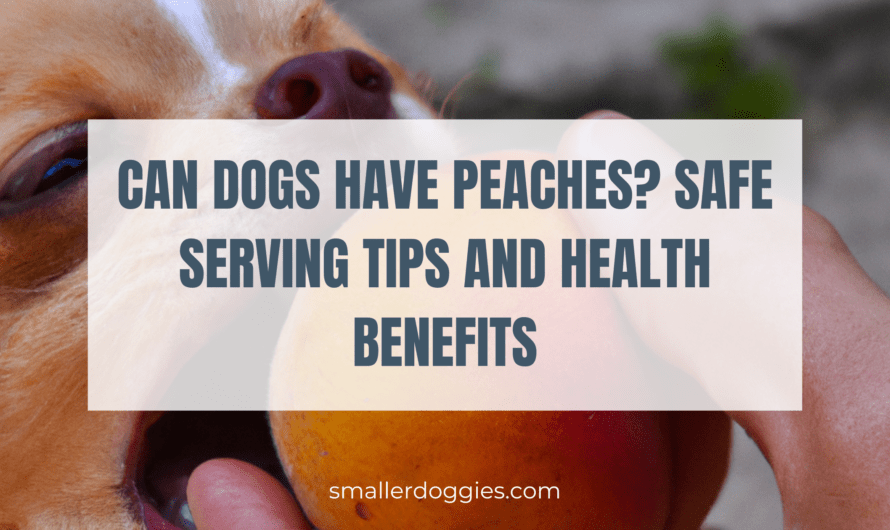 Can Dogs Have Peaches? Safe Serving Tips and Health Benefits