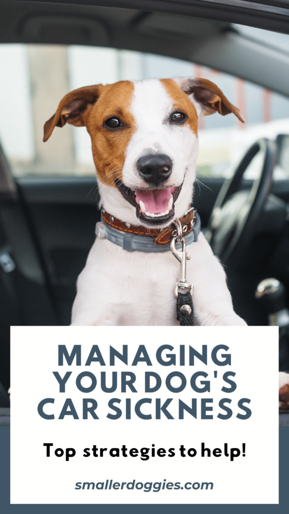 Managing Your Dog's Car Sickness