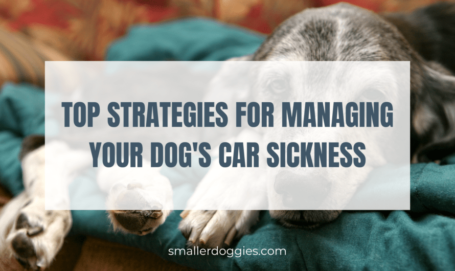 Top Strategies for Managing Your Dog’s Car Sickness