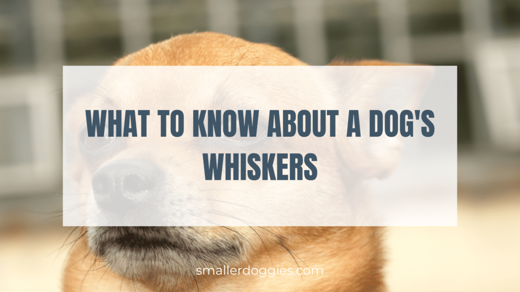 What to Know About a Dog's Whiskers