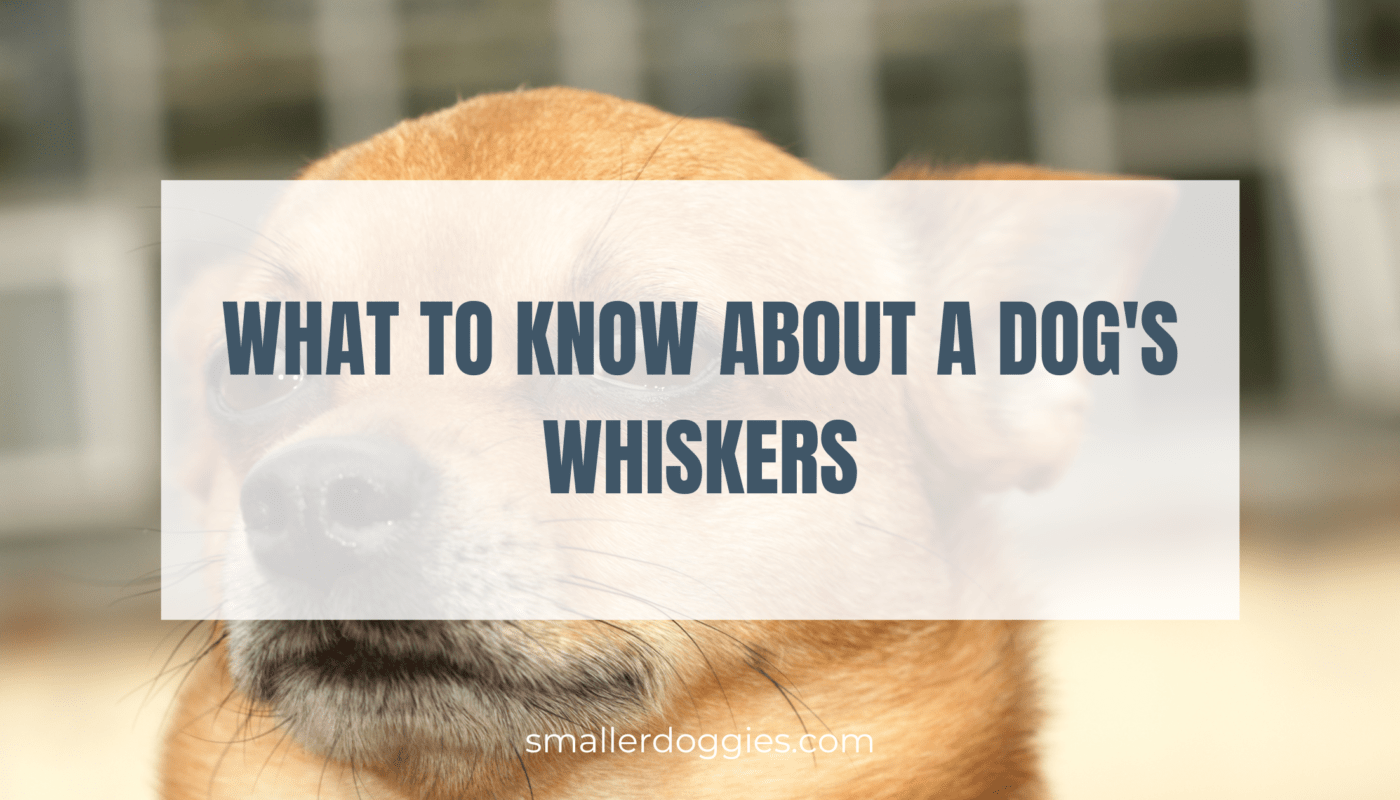 What to Know About a Dog's Whiskers