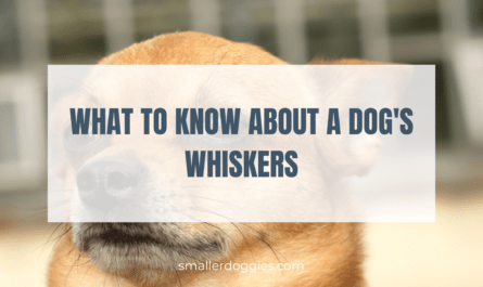What to Know About a Dog's Whiskers