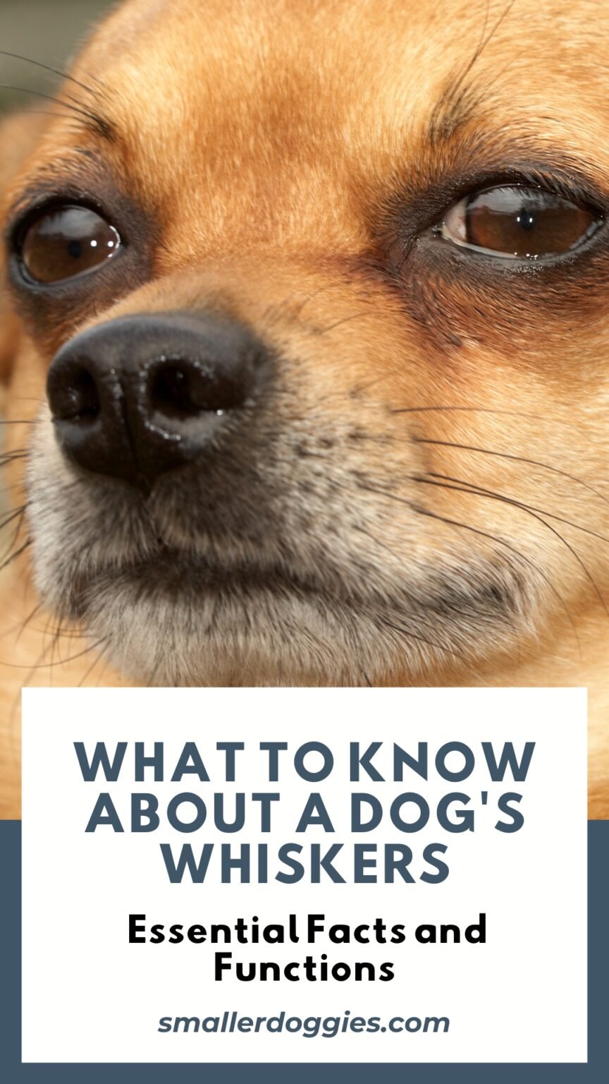 What to Know About a Dog's Whiskers: Essential Facts - Smaller Doggies