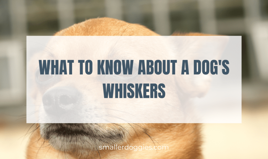 What to Know About a Dog’s Whiskers: Essential Facts